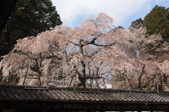 2014京都・桜　2（十輪寺）