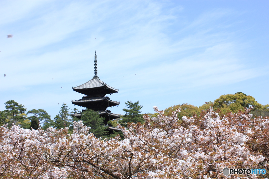 2016桜（御室桜）