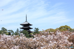 2016桜（御室桜）