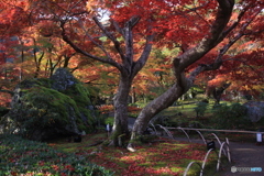 2017秋紅葉（宝厳院1）