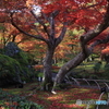 2017秋紅葉（宝厳院1）