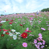 コスモス（in万博公園1）