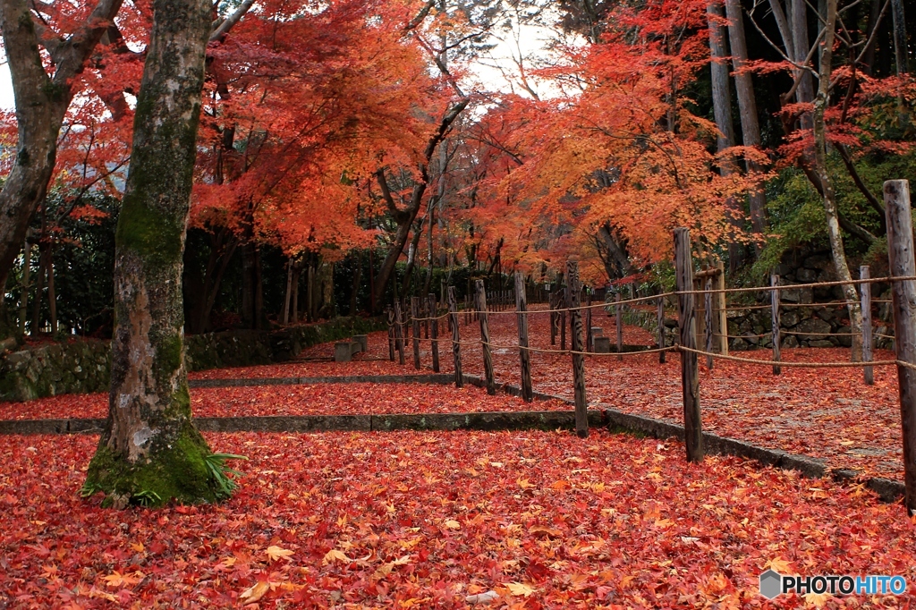 2015紅葉（光明寺2）