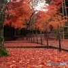 2015紅葉（光明寺2）