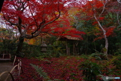 2019紅葉（厭離庵1）