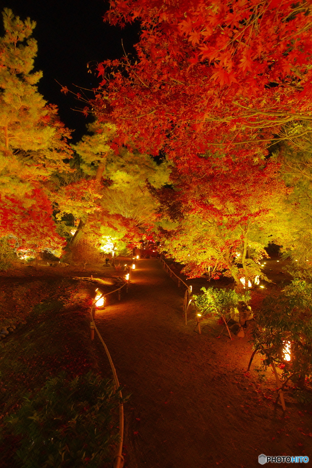 宝厳院の紅葉ライトアップ4（2020京都紅葉）