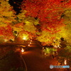 宝厳院の紅葉ライトアップ4（2020京都紅葉）