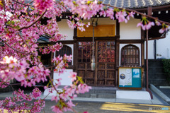 2020年の春（桜 長徳寺）