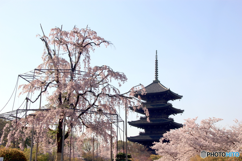 2017桜紀行（東寺・不二桜と五重塔）