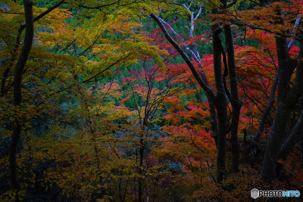 京都北山にて4（2020京都紅葉）