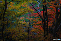 京都北山にて4（2020京都紅葉）