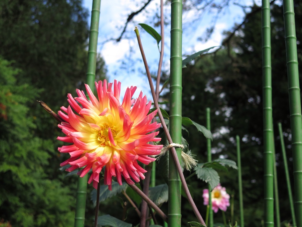 神代植物公園