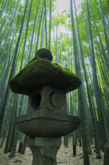 竹林
