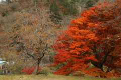 夏井川渓谷