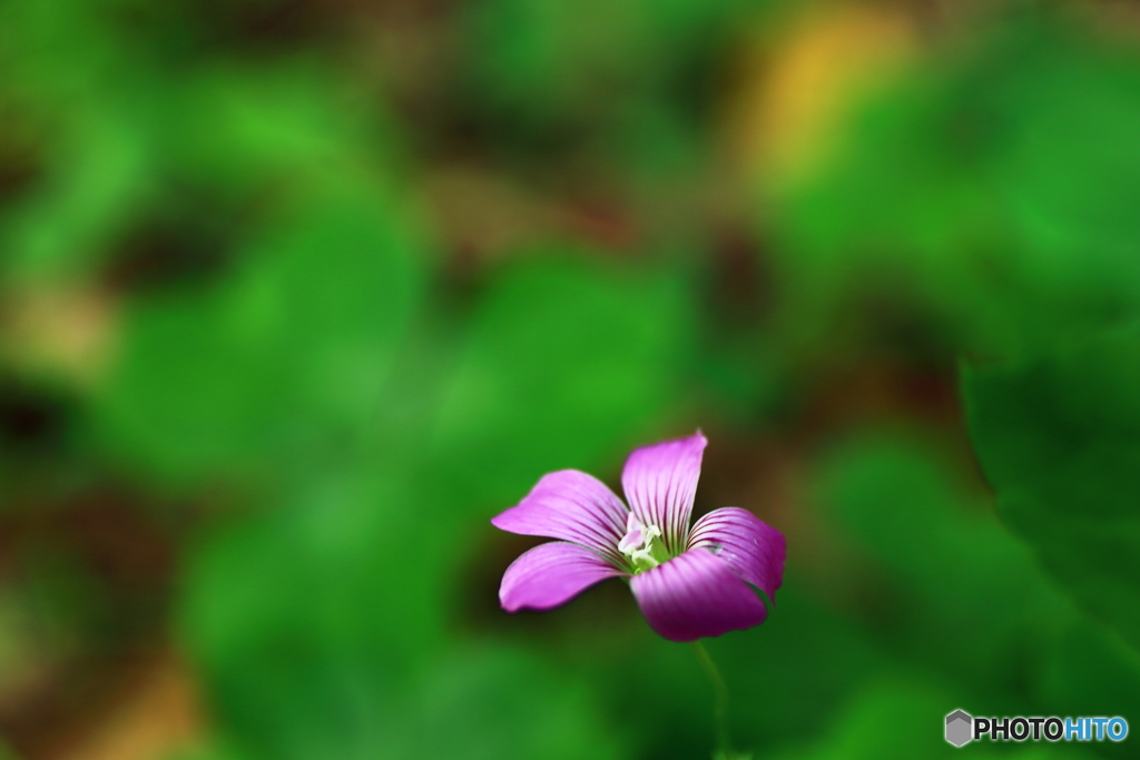道端の華