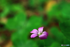 道端の華