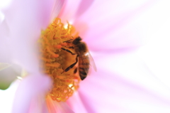初冬の蜂