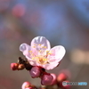 春だより