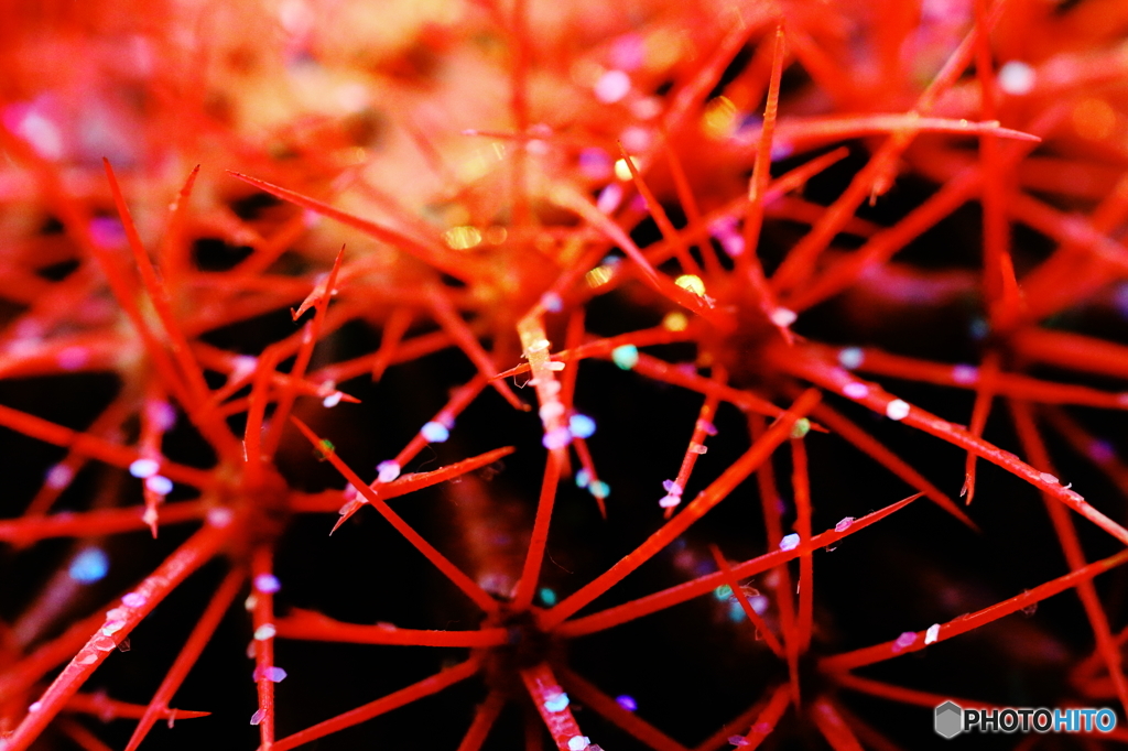 トゲ、煌めく！