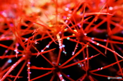 トゲ、煌めく！