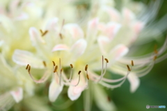 シベ