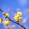 黄