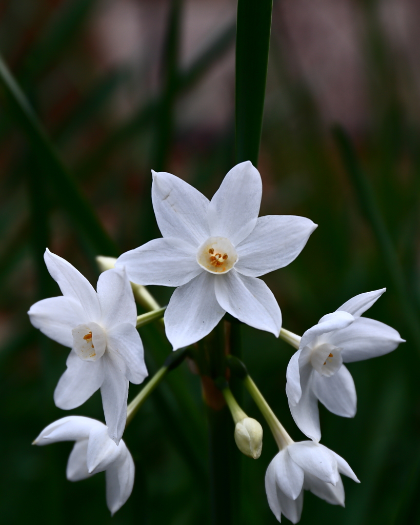 花紋
