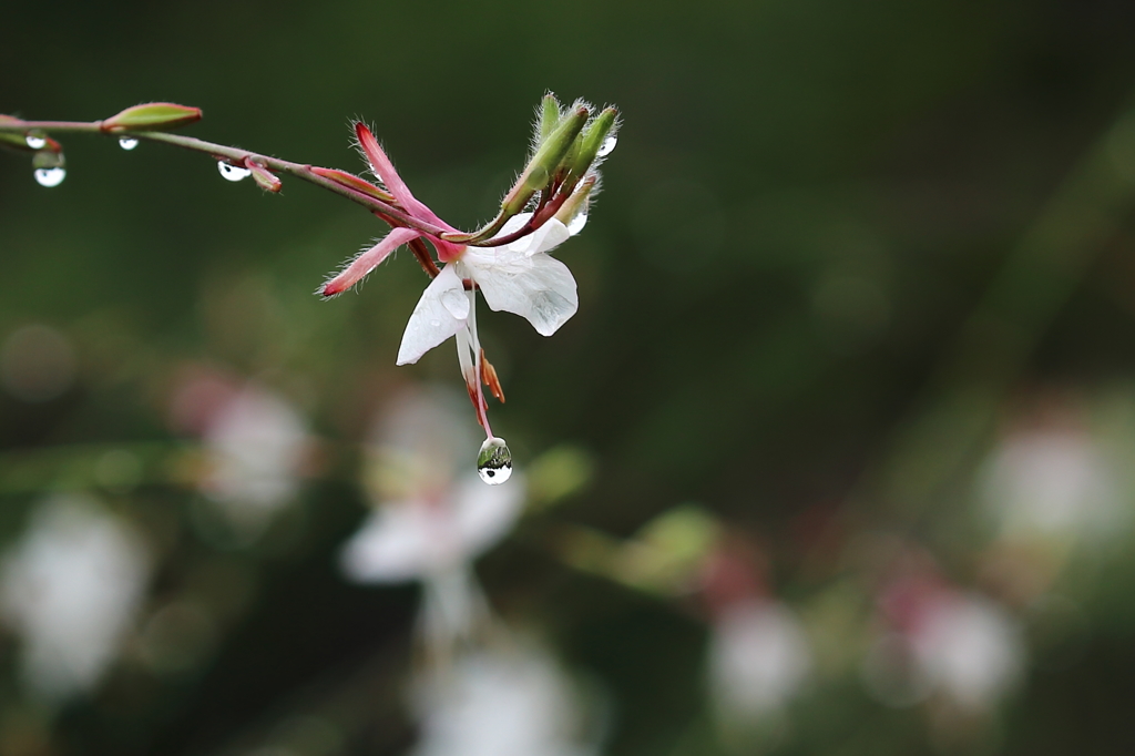 雨がやんだら・・・！