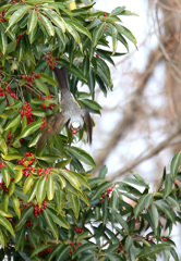 ナンテンとヒヨドリ