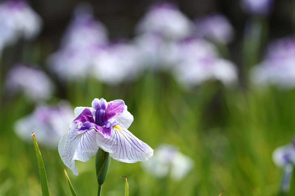 菖蒲！！