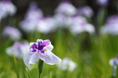 菖蒲！！