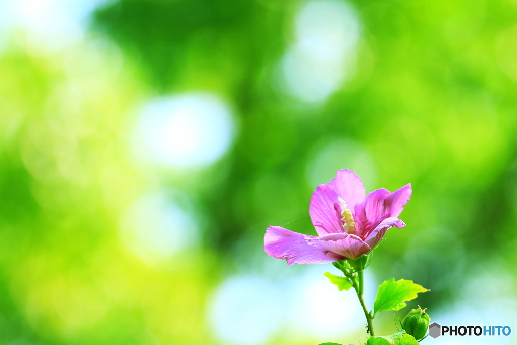 晩夏を彩る