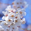 春、到来Ⅲ