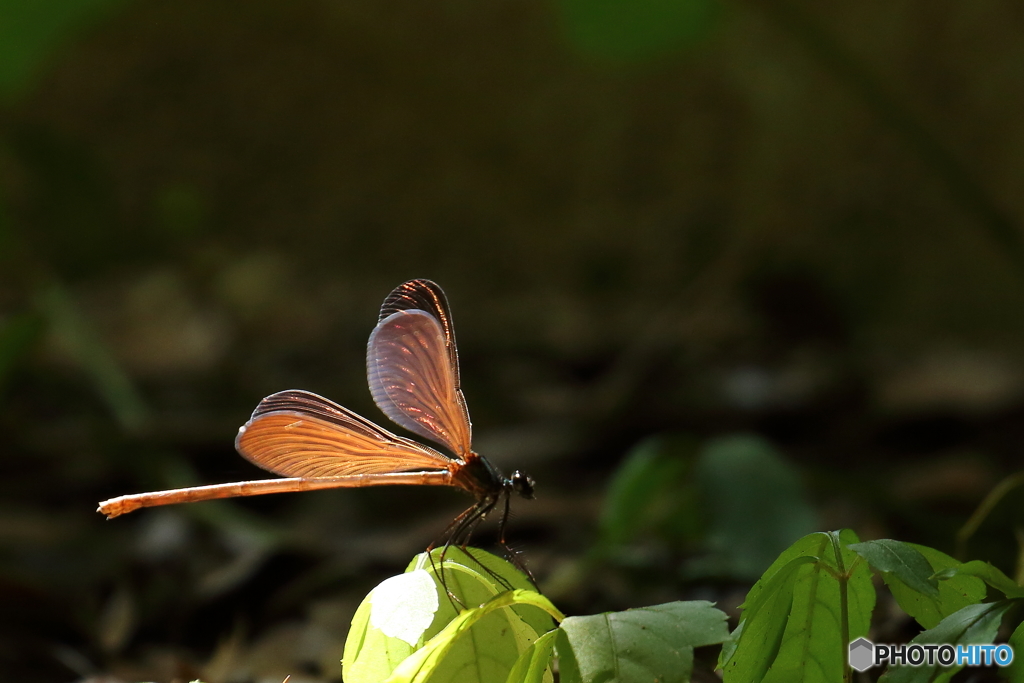  Shining wings