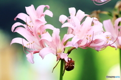 花もワンポイントマーク
