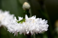 純白の絨毯でお休み