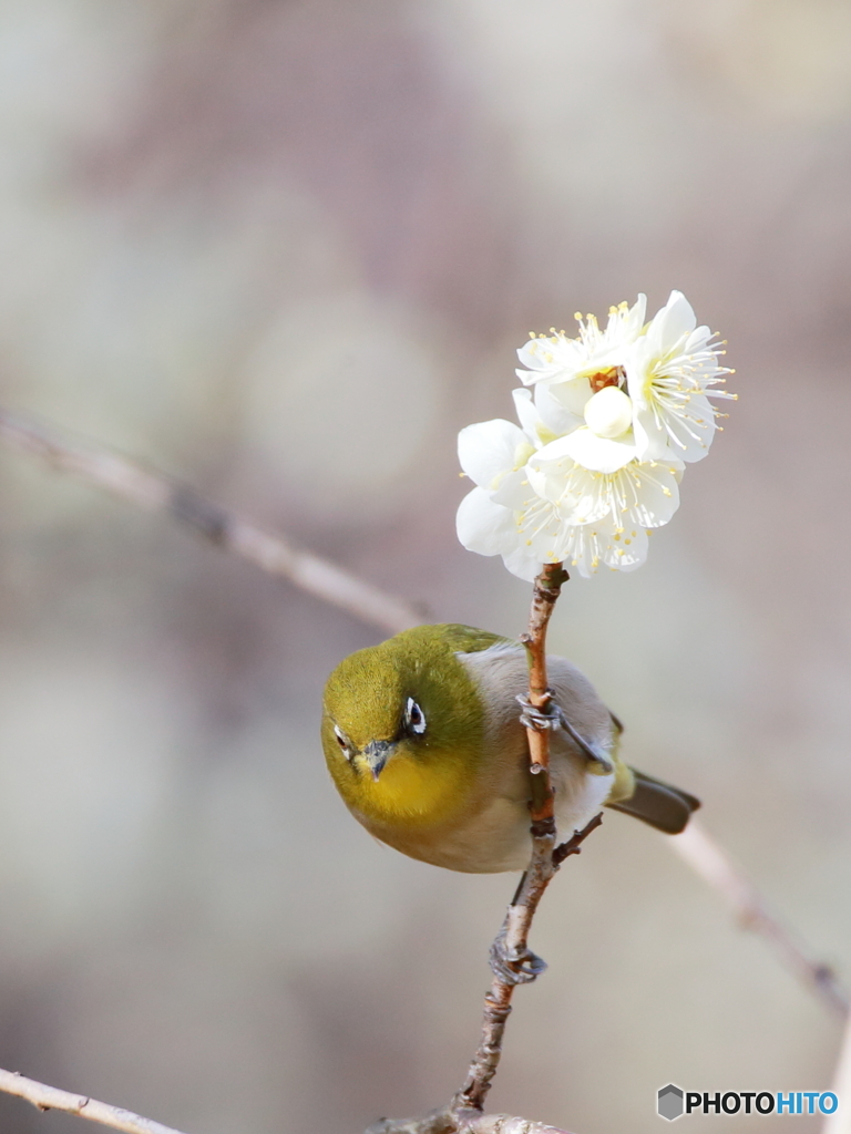 花札