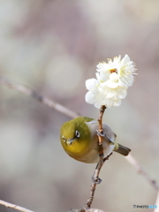 花札