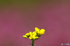 菜の花