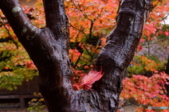 濡れ落ち葉