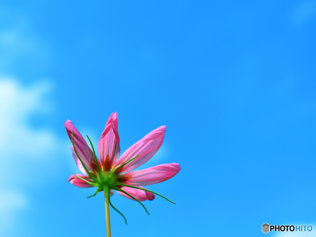 晩夏を彩る２