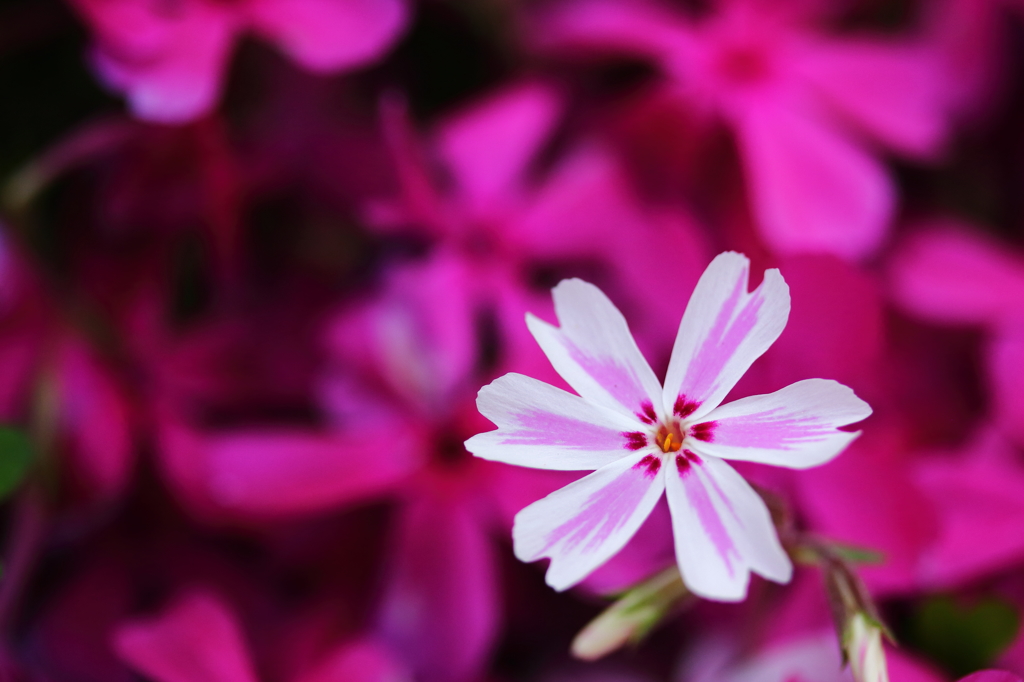 prettypinkに囲まれて