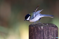 シジュウカラ