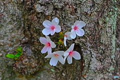 開花