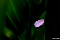 分身
