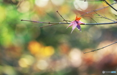 The Last Leaf