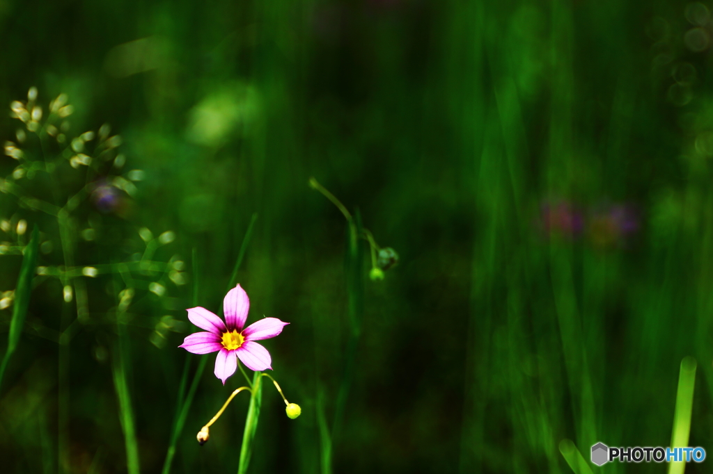 木漏れ日に咲く！！