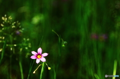 木漏れ日に咲く！！