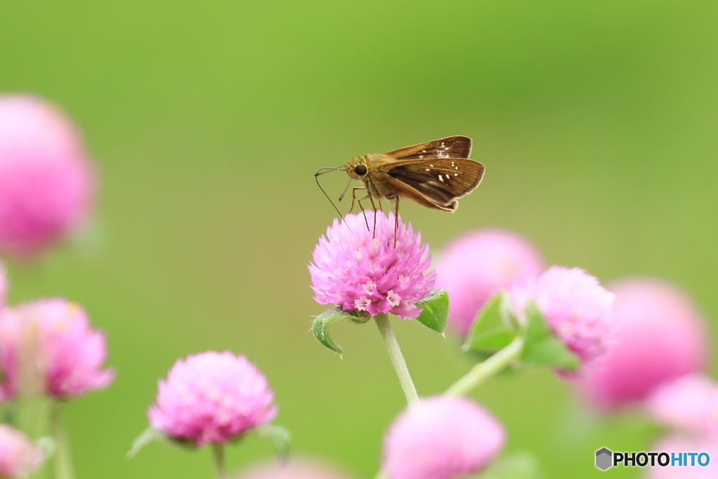 花園で食事