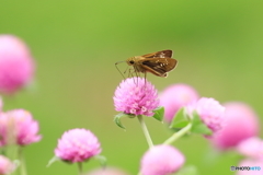 花園で食事